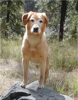 A Golden Labrador is standing on a large rock in front of woods.